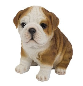 PA0096-Bulldog Fig : LG